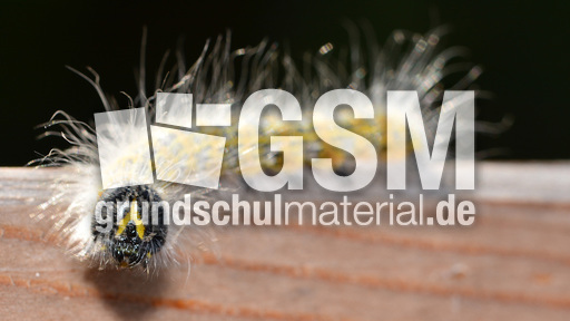 Raupe des Mondvogels (1).jpg